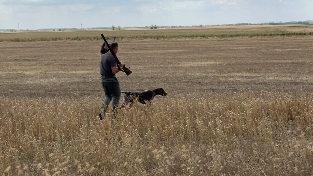 Home Jäger geht mit einem Deutsch Kurzhaar durch ein abgeerntetes Feld in Ungarn