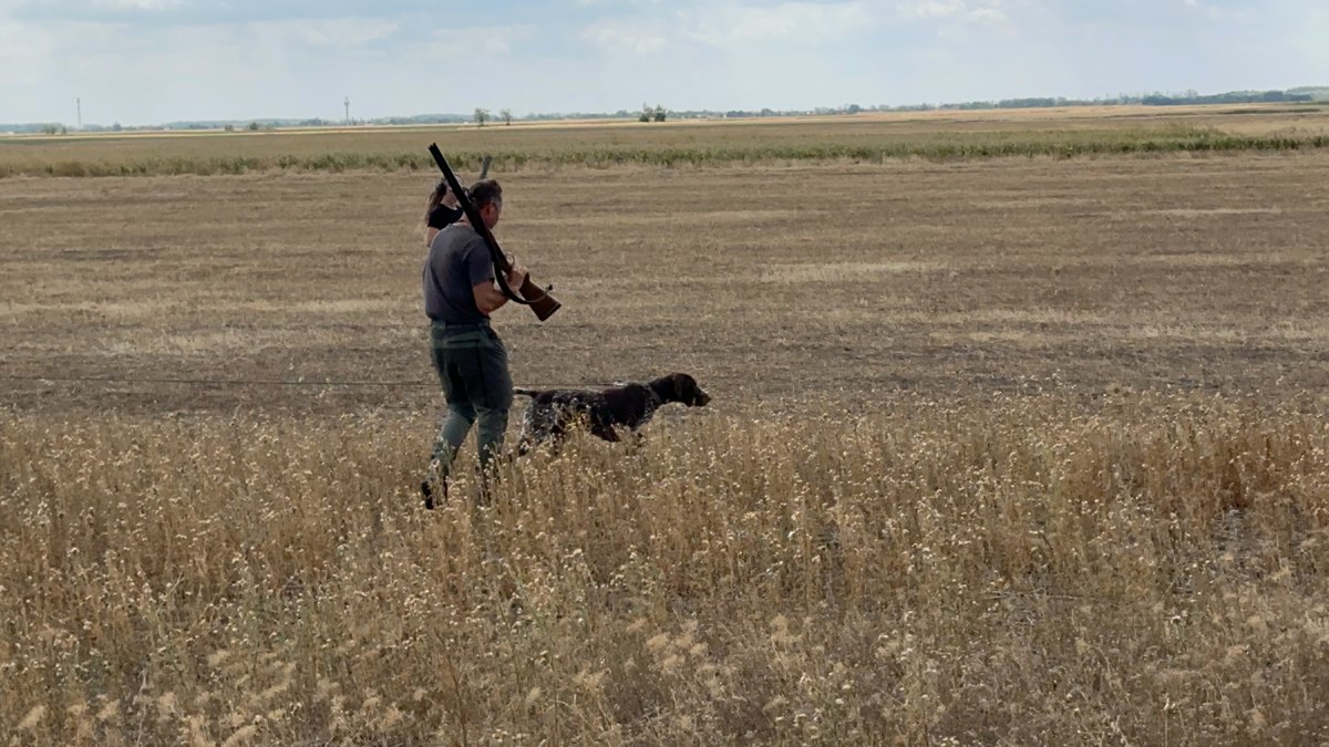 Jäger geht mit einem Deutsch Kurzhaar durch ein abgeerntetes Feld in Ungarn