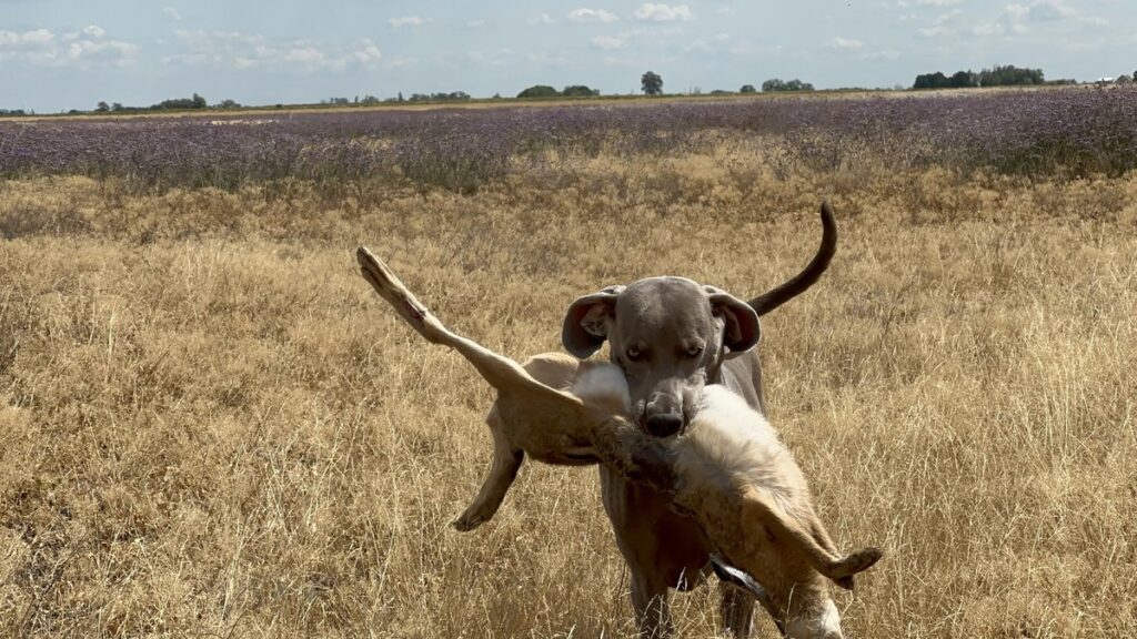 Home Weimaraner apportiert einen Hasen über ein abgeerntetes Feld in Ungarn