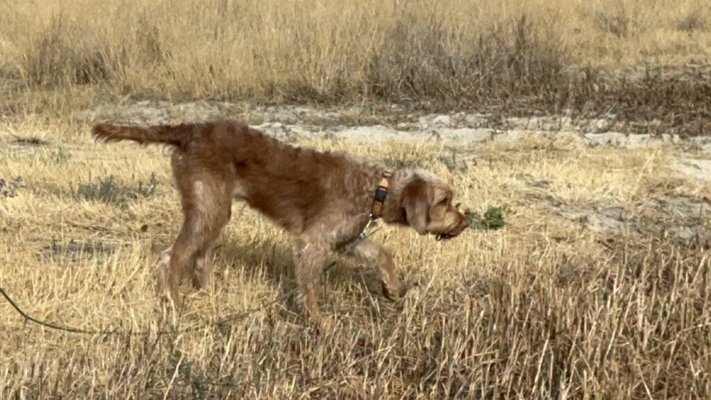 Home Drahthaariger Jagdhund sucht mit tiefer Nase im abgeernteten Feld, Schleppleine hinterher