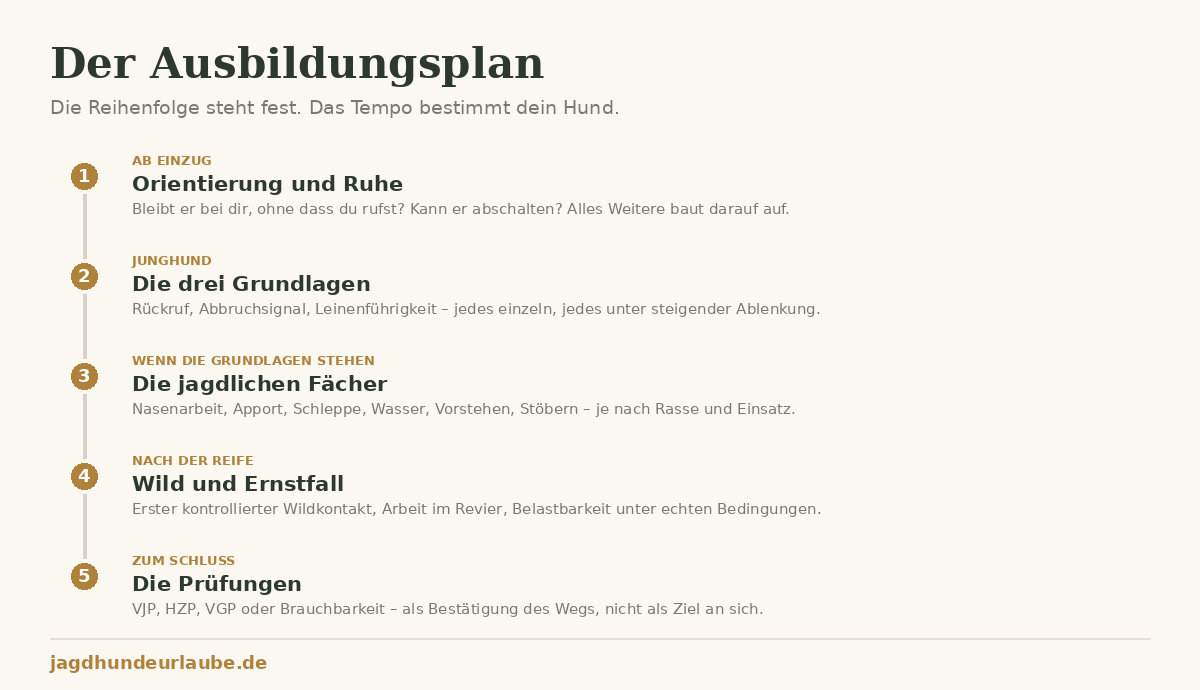 Schaubild Ausbildungsplan Jagdhund: Orientierung und Ruhe, die drei Grundlagen, die jagdlichen Fächer, Wild und Ernstfall, die Prüfungen