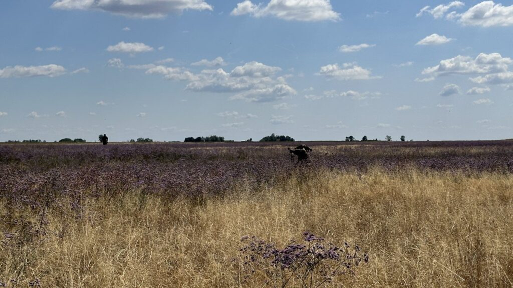 Home Jagdhund steht aufmerksam in einem blühenden Phacelia-Feld unter weitem Himmel