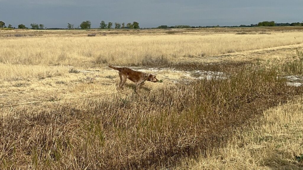 Jagdhund arbeitet weiträumig im offenen Feld, im Einwirkungsbereich des Führers