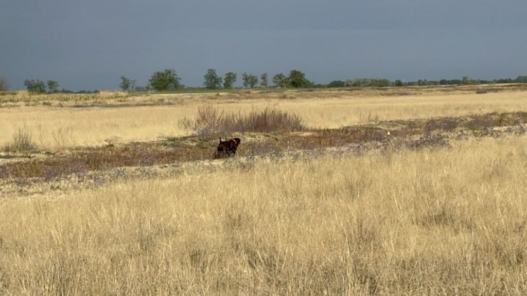 Home Jagdhund arbeitet mit gesenkter Nase eine Fläche im offenen Feld ab