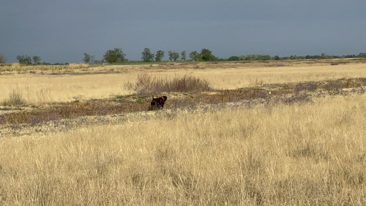 Jagdhund arbeitet mit gesenkter Nase eine Fläche im offenen Feld ab