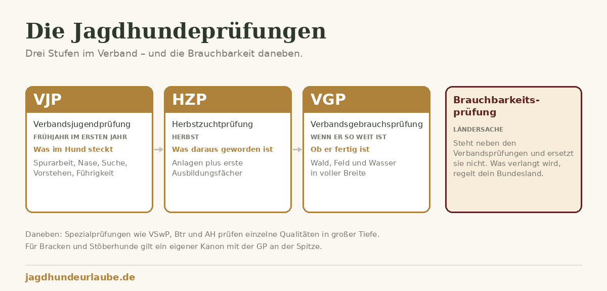 Jagdhundeprüfungen von A bis Z: der Überblick Schaubild der Jagdhundeprüfungen: VJP prüft die Anlagen, HZP was daraus geworden ist, VGP ob der Hund fertig ist, Brauchbarkeitsprüfung ist Ländersache