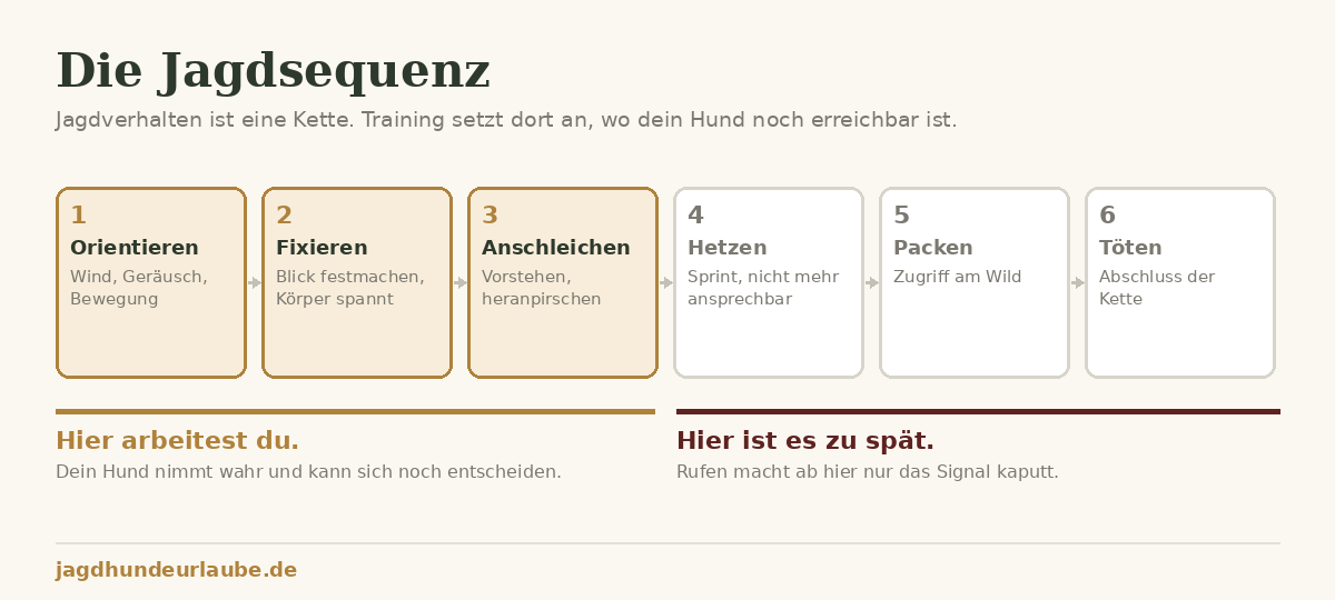 Hund läuft Wild nach – Soforthilfe & Schleppleinen-Training Schaubild der Jagdsequenz beim Hund: Orientieren, Fixieren, Anschleichen, Hetzen, Packen, Töten – Training wirkt nur in den ersten drei Gliedern