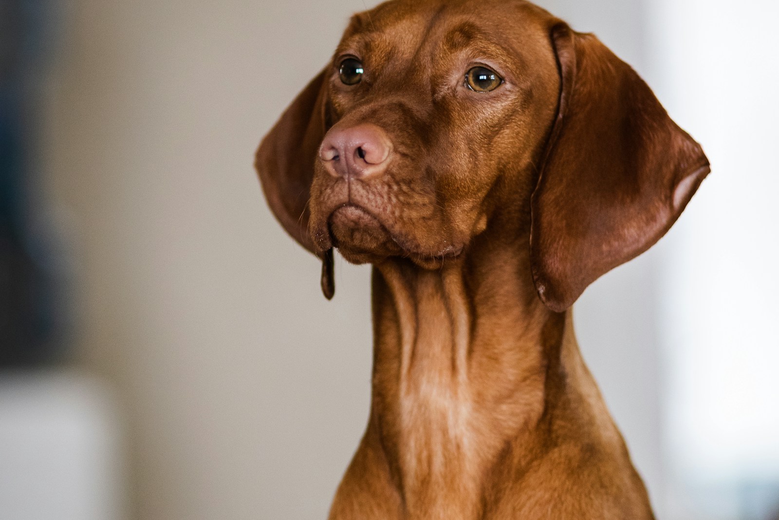 Magyar Vizsla im Portrait mit aufmerksamem Blick, semmelgelbes kurzes Fell und gleichfarbige Nase