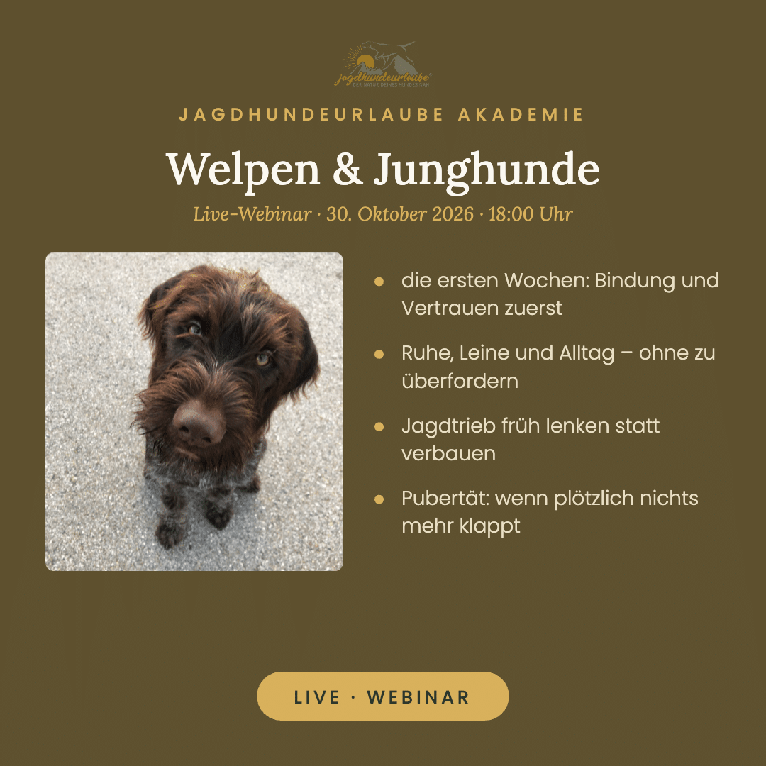 Welpen & Junghunde – Live-Webinar am 30. Oktober 2026 Welpen & Junghunde – Live-Webinar am 30. Oktober 2026